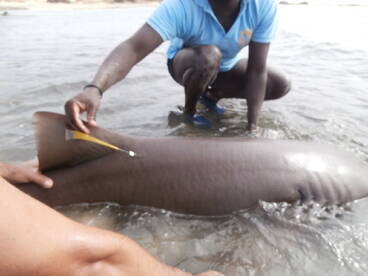 9 strike - 6 tagging!
Big Shark Nurse 262 cm !!