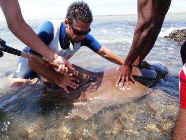 9 strike - 6 tagging!
Big Shark Nurse 262 cm !!