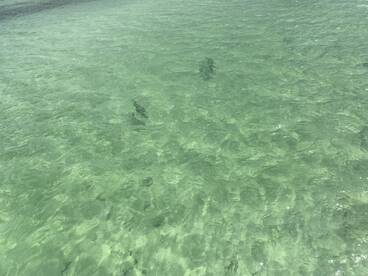 Big Pine Key Report Photo 2