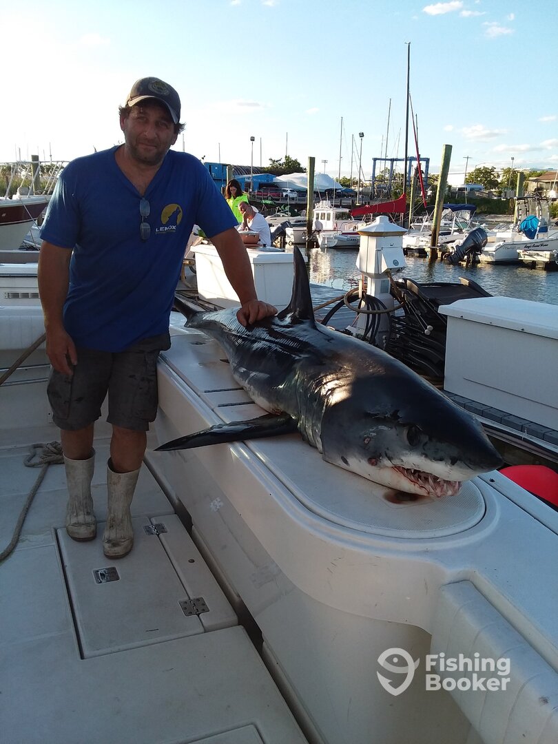 Mako shark