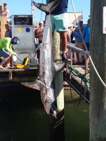Mako shark