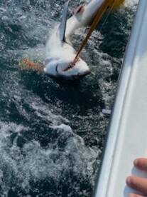 Great white shark