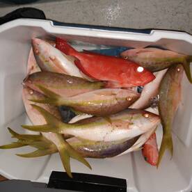 Fort Lauderdale Report Photo 2