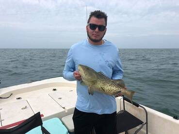 Shallow Water Grouper