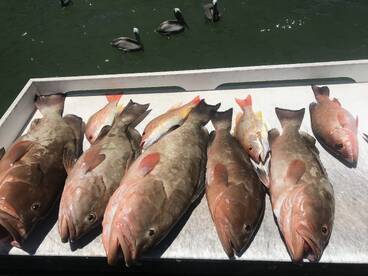 Belleair Bluffs Report Photo 2