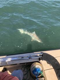 Its ALREADY SHARK WEEK!