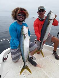 Yellowtail are HERE!!!!