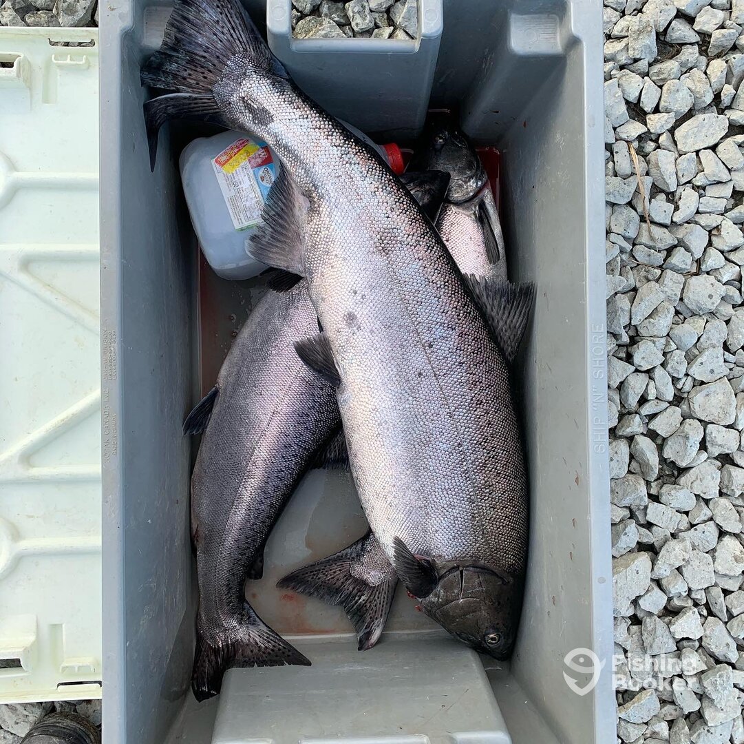 Kenai Report Photo 0