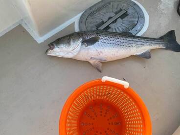 Montauk Report Photo 1