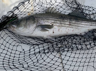 Dennis Report Photo 1