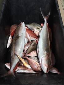 Come and get em...  They are biting!  