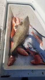 Destin Report Photo 2