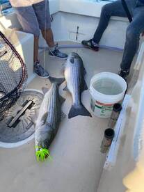 Montauk Report Photo 2