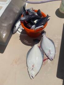 Montauk Report Photo 1