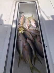 Snapper bite is hot on the reef