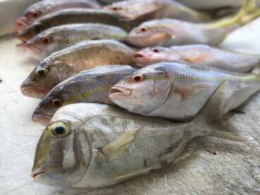 Snapper Porgys and Jumping Sharks