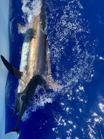 Key Largo Report Photo 1