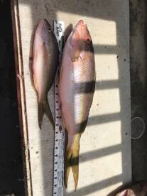 Islamorada Report Photo 2