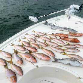 Yellow tail have been on fire