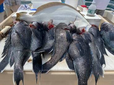 Montauk Report Photo 2