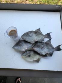 Fishing is off the hook!  We pulled the 