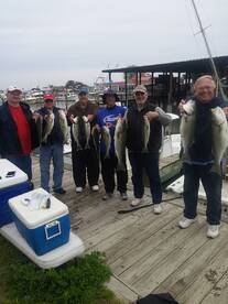 Rockfish and White Perch