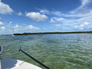bonefish snook tripletail baby tarpon sp