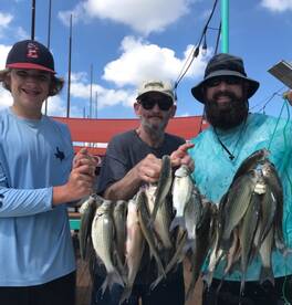 Grapevine Report Photo 2