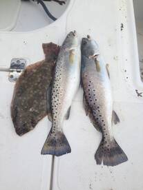 Savannah Report Photo 1
