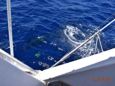 Ponta Delgada Report Photo 2