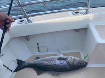 Montauk Report Photo 1