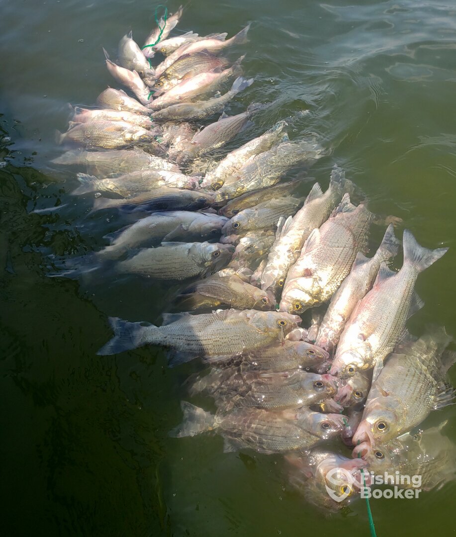 Lewisville Report Photo 0