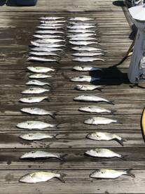 Great Inshore action the past couple day
