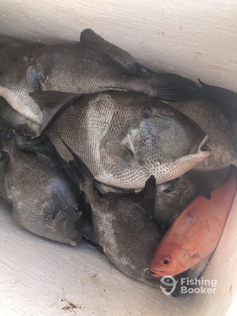 Emerald Isle Report Photo 0