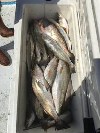 Trout Limits
