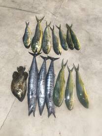 Mahi Wahoo and Tripletail