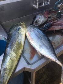 Yellowfin !! Dorado !  