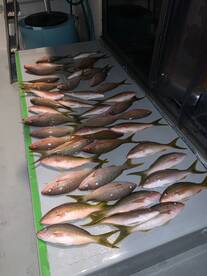 Dania Beach Report Photo 2