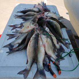 Lewisville Report Photo 2