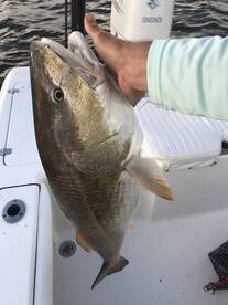 Venice Report Photo 1