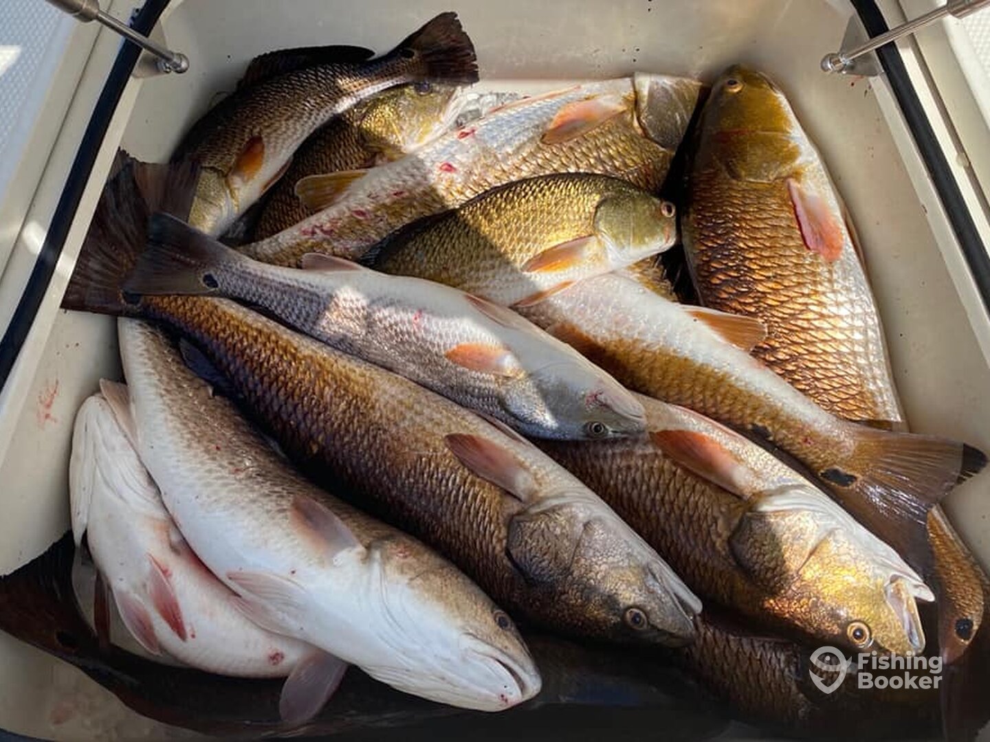 Barataria Report Photo 0