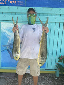 Mahi are around and getting bigger