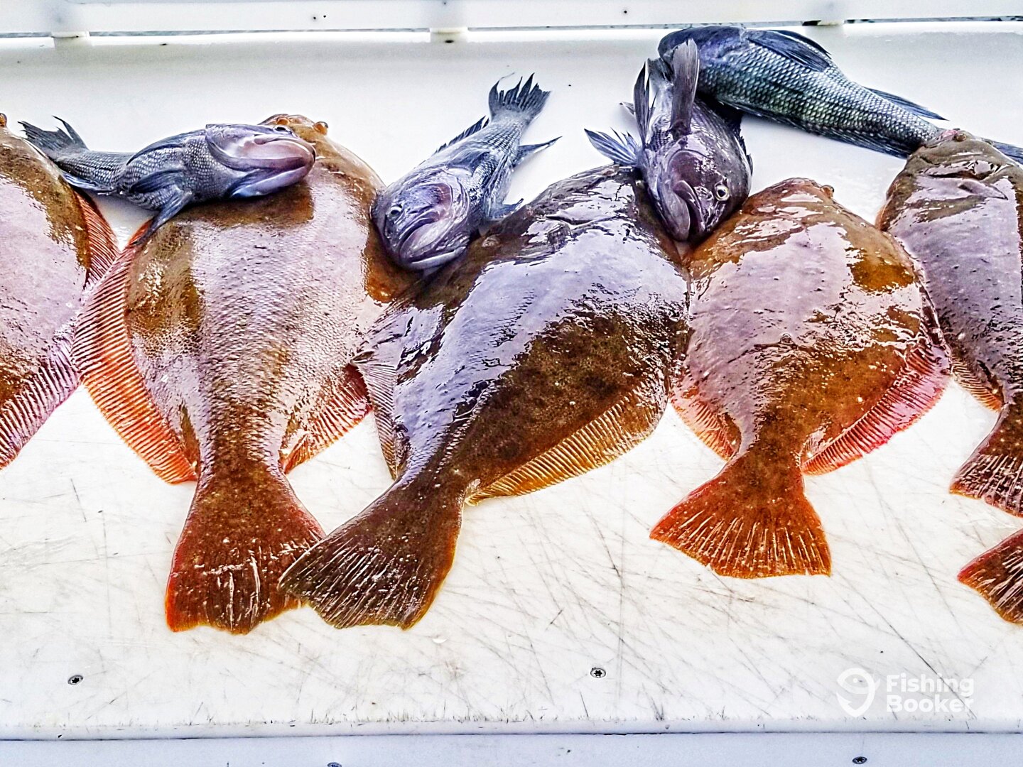 Fluke up to 10lb plus today