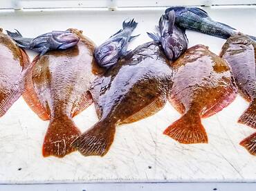 Fluke fishing in Montauk reshot right no