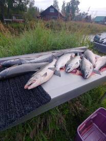 Silvers are in!!!