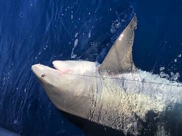 Tiger sharks off the coast of Fort Laude
