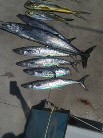 Wahoo Mahi Mahi and Kings