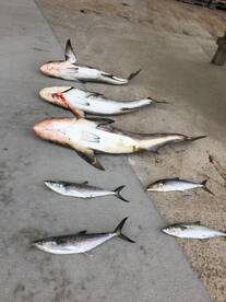 Poquoson Report Photo 1