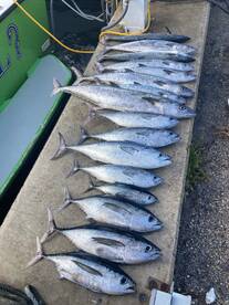 Dania Beach Report Photo 2