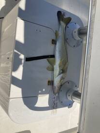 The snook are off the beach!!!